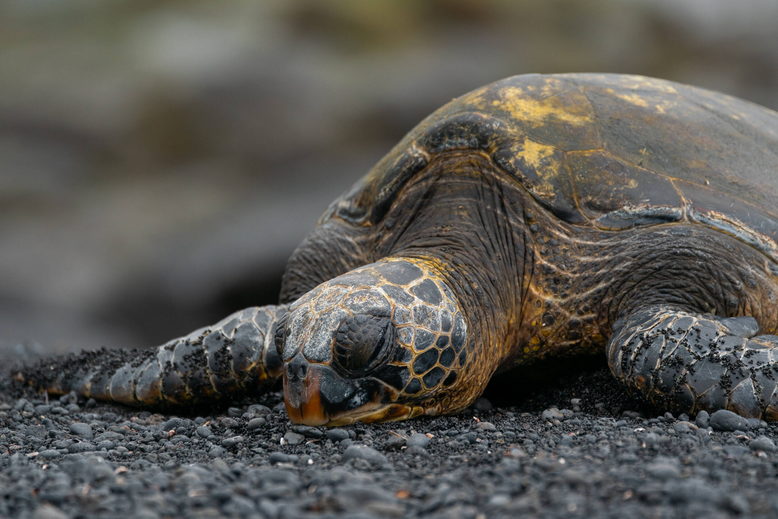 Hawaiian Green Sea Turtle close-up